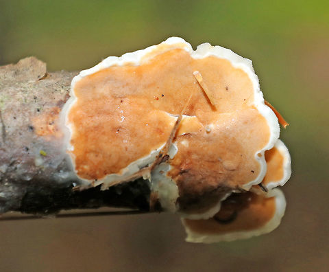 Gloeoporus Crust Fungus - Gloeoporus dichrous Pore surface was orange-ish with white around the margin. The uppersurface was white and smooth.

Habitat: It was growing on the end of a small, hardwood stick in a mixed forest. Geotagged,Gloeoporus dichrous,Summer,United States,crust fungus