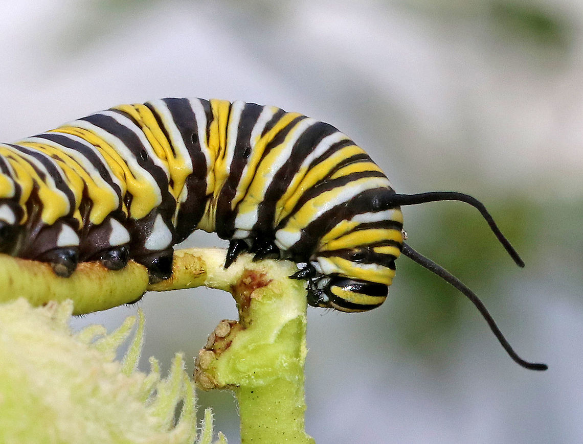 Monarch Caterpillar - Danaus plexippus <br />
Monarch larva with a complex banding pattern of white, yellow, and black stripes. The white dots on the prolegs, in addition to the large size of this caterpillar (6 cm) indicate that this is probably a 5th instar larva. <br />
<br />
Habitat: Milkweed that was growing beside a pond. Danaus plexippus,Geotagged,Monarch butterfly,Summer,United States,caterpillar,danaus