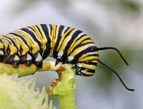 Monarch Caterpillar - Danaus plexippus 
Monarch larva with a complex banding pattern of white, yellow, and black stripes. The white dots on the prolegs, in addition to the large size of this caterpillar (6 cm) indicate that this is probably a 5th instar larva. 

Habitat: Milkweed that was growing beside a pond. Danaus plexippus,Geotagged,Monarch butterfly,Summer,United States,caterpillar,danaus