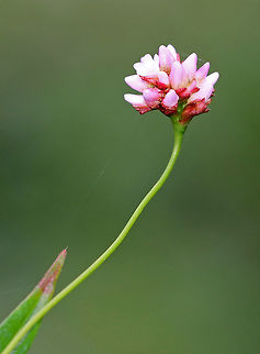 Pennsylvania Smartweed Dense, terminal, spike-like clusters of small white and pink flowers. The bases of the leaves form a distinctive cylindrical sheath where the stalk joins the stem. This plant is an important part of the habitat for many kinds of birds, which use it for cover and food. In fact, there are at least 50 species of birds that eat the seeds.

Habitat: Next to a pond Geotagged,Pennsylvania smartweed,Polygonum pensylvanicum,Summer,United States,smartweed