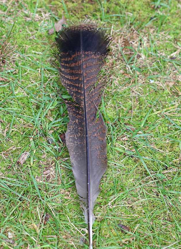 Wild Turkey Contour Feather - Meleagris gallopavo Squared contour feather with reddish brown stripes.<br />
<br />
Habitat: Found on the edge of a meadow Geotagged,Meleagris,Meleagris gallopavo,Summer,United States,Wild Turkey Feather,Wild turkey,contour feather,feather,turkey