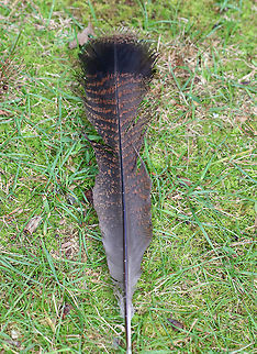 Wild Turkey Contour Feather - Meleagris gallopavo Squared contour feather with reddish brown stripes.

Habitat: Found on the edge of a meadow Geotagged,Meleagris,Meleagris gallopavo,Summer,United States,Wild Turkey Feather,Wild turkey,contour feather,feather,turkey