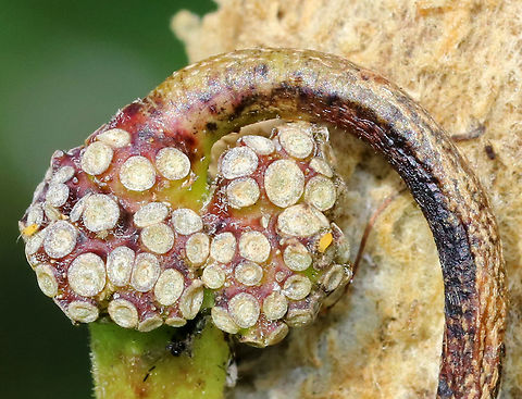 Common Milkweed Seed - Asclepias syriaca I'm not sure what this part of the plant is called, but the pod was growing out of it. I thought the pattern was really neat.

Habitat: Next to a large pond Asclepias syriaca,Common milkweed,Geotagged,Summer,United States
