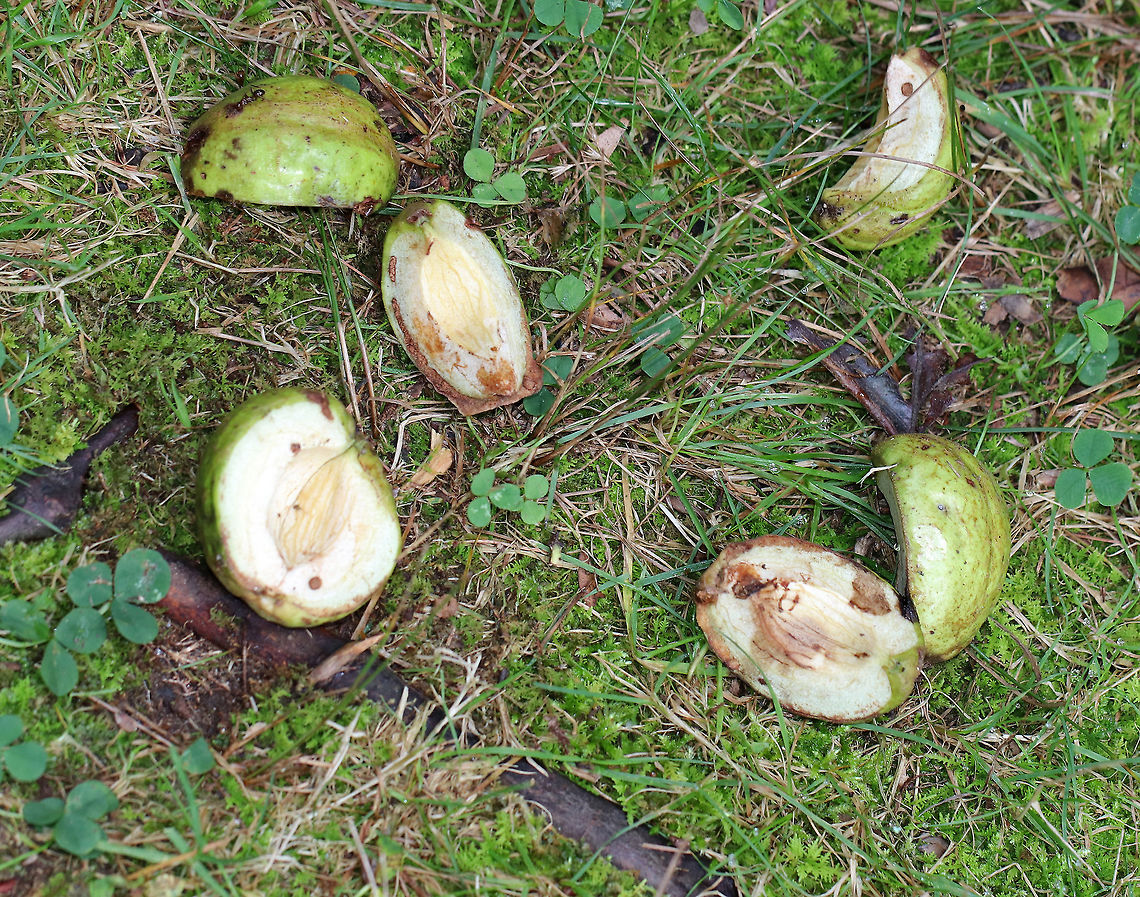 Shagbark Hickory Nuts - Carya ovata These nuts are a favorite of the local wildlife.<br />
<br />
Note: Hickory wood is awesome for burning as it is very hard and smells great! Carya ovata,Geotagged,Shagbark hickory,Summer,United States,carya,hickory nuts,nuts