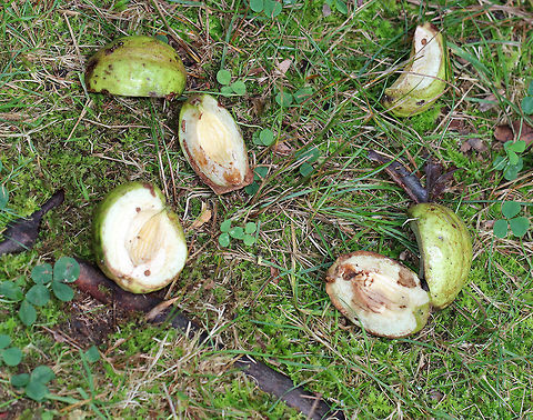 Shagbark Hickory Nuts - Carya ovata These nuts are a favorite of the local wildlife.

Note: Hickory wood is awesome for burning as it is very hard and smells great! Carya ovata,Geotagged,Shagbark hickory,Summer,United States,carya,hickory nuts,nuts