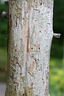 Beetle Galleries These are possibly the galleries of Agrilus planipennis (Emerald Ash Borer), which makes meandering galleries with small, D-shaped exit holes.
 Agrilus,Agrilus planipennis,Emerald ash borer,Geotagged,Summer,United States,beetle galleries,coleoptera,galleries,wood galleries