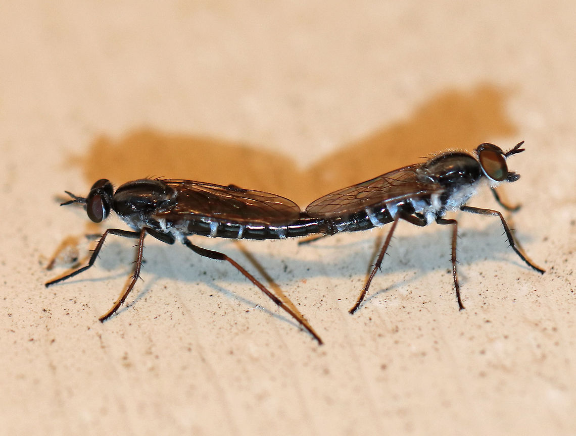 Mating Robber Flies (Asilidae) These robber flies were attracted to my moth light. They were walking around on the side of my house while mating.<br />
<br />
Habitat: Rural area Asilidae,Geotagged,Summer,United States,flies,mating,robber flies