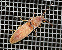 Click Beetle (Elateridae) Medium reddish brown click beetle with pale, yellow setae.<br />
<br />
Habitat: Attracted to a moth light at night Geotagged,Melanotus,Summer,United States,beetle,click beetle,elateridae,limonius