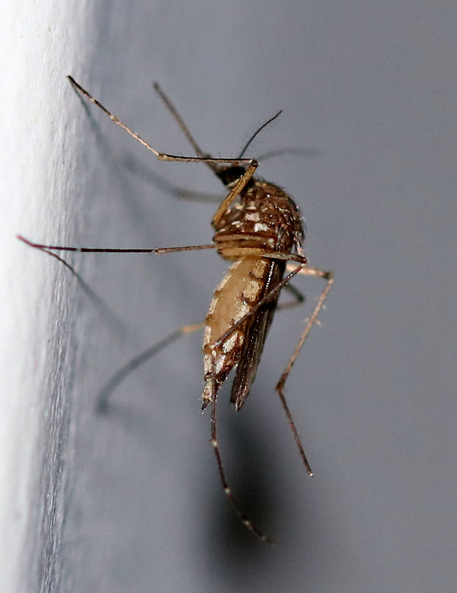 Inland Floodwater Mosquito - Aedes vexans This is an adult female Aedes vexans that is gravid (full of eggs). You can tell that she&#039;s gravid from her distended abdomen. Aedes vexans are most easily characterized by their unbanded proboscis, scutum with short brown scales, but no obvious pattern, the pale basal, bilobed bands on the abdominal terga, and the narrow basal bands on the hindtarsomeres.<br />
<br />
Aedes vexans is a known vector of Dirofilaria immitis (dog heartworm).<br />
<br />
This mosquito was attracted to a moth light. Aedes vexans,Geotagged,Inland floodwater mosquito,Summer,United States,aedes,diptera,mosquito