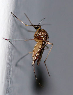 Inland Floodwater Mosquito - Aedes vexans This is an adult female Aedes vexans that is gravid (full of eggs). You can tell that she's gravid from her distended abdomen. Aedes vexans are most easily characterized by their unbanded proboscis, scutum with short brown scales, but no obvious pattern, the pale basal, bilobed bands on the abdominal terga, and the narrow basal bands on the hindtarsomeres.

Aedes vexans is a known vector of Dirofilaria immitis (dog heartworm).

This mosquito was attracted to a moth light. Aedes vexans,Geotagged,Inland floodwater mosquito,Summer,United States,aedes,diptera,mosquito