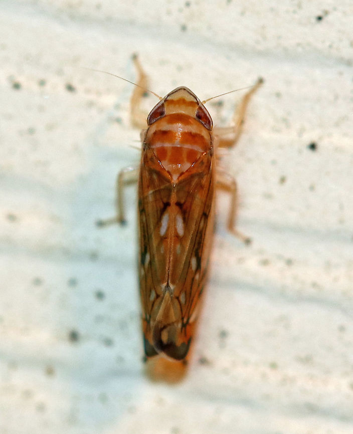 Leafhopper - Scaphoideus forceps Habitat: Attracted to a moth light in a rural area Geotagged,Scaphoideus,Scaphoideus forceps,Summer,United States,leafhopper