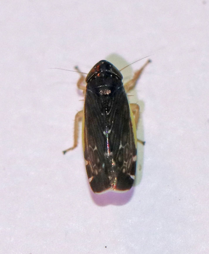 Leafhopper - Planicephalus flavocostatus Tiny, nearly black leafhopper with a yellow stripe on the costa - I had to lighten the shadows quite a bit to be able to see the details.<br />
<br />
Habitat: Attracted to a moth light in a rural area Deltocephalus,Deltocephalus flavocostatus,Geotagged,Planicephalus,Planicephalus flavocostatus,Summer,United States,leafhopper