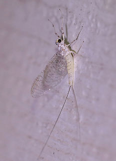 Mayfly - Maccaffertium terminatum Habitat: Attracted to a moth light in a rural area Geotagged,Maccaffertium,Maccaffertium terminatum,Summer,United States,mayfly,terminatum,white mayfly