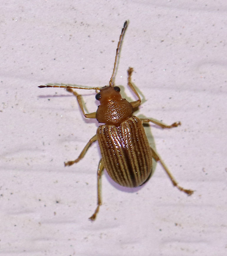 Colaspis brunnea - Grape Colaspis Approximately 5 mm long<br />
<br />
Habitat: Attracted to a moth light in a rural area Colaspis brunnea,Geotagged,Summer,United States,beetle,grape colaspis
