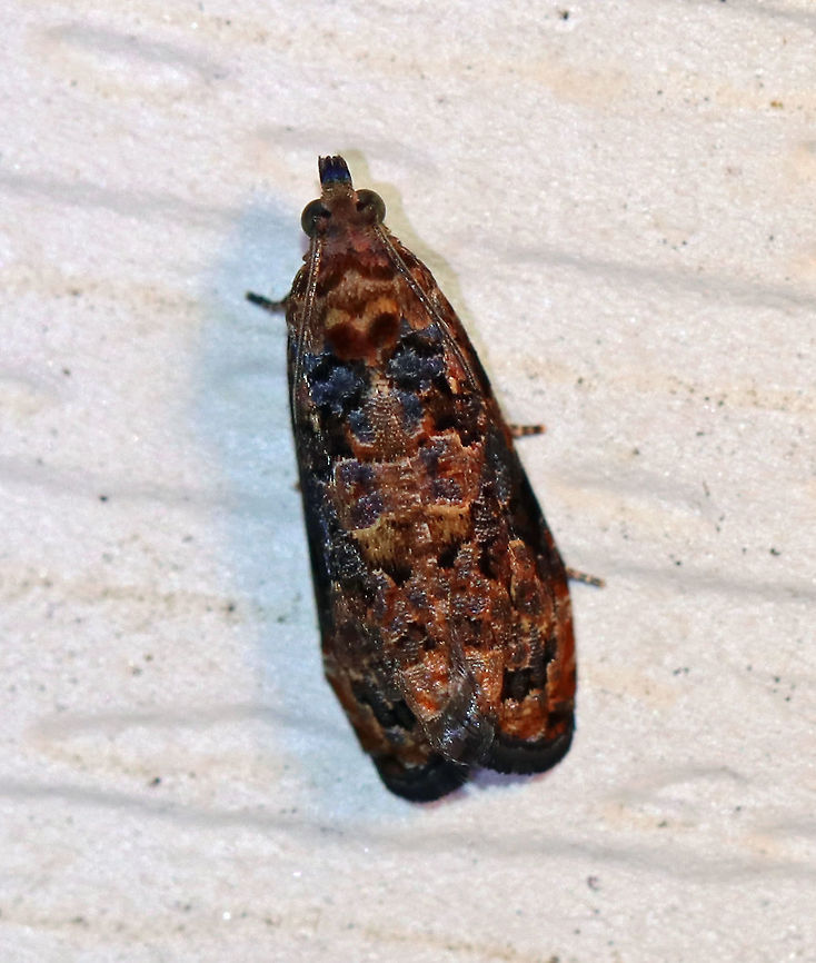 Verbena Bud Moth - Endothenia hebesana <br />
Total length: ~8 mm. Forewing has a two-pronged median band. Three, black-edged spots form the postmedial band.<br />
<br />
Habitat: Attracted to a light at night in a rural area. Endothenia hebesana,Geotagged,Summer,United States,Verbena Bud Moth,moth