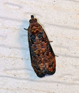 Verbena Bud Moth - Endothenia hebesana 
Total length: ~8 mm. Forewing has a two-pronged median band. Three, black-edged spots form the postmedial band.

Habitat: Attracted to a light at night in a rural area. Endothenia hebesana,Geotagged,Summer,United States,Verbena Bud Moth,moth