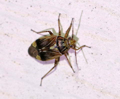 Tarnished Plant Bug - Lygus lineolaris Habitat: Attracted to a moth light in a rural area Geotagged,Lygus lineolaris,Summer,Tarnished plant bug,United States,bug,lygus,plant bug