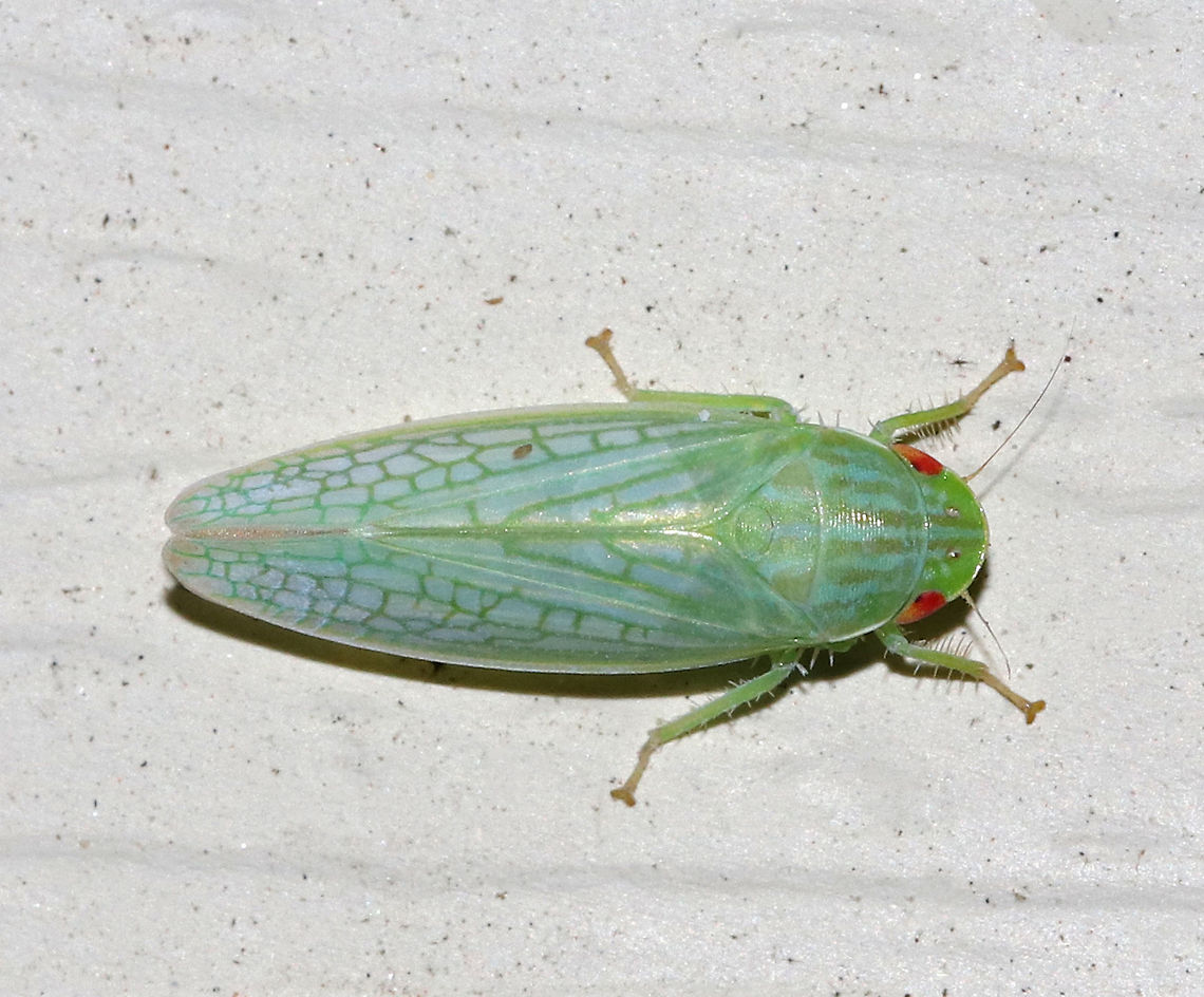 Leafhopper - Gyponana sp. I&#039;m not sure of the species - a lot of them in this genus look very similar!<br />
<br />
Habitat: Attracted to a moth light in a rual area Cicadellidae,Geotagged,Gyponana,Summer,United States,leafhopper
