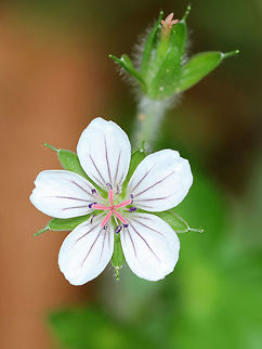 Geranium sp. I think this is some kind of Geranium sp. wildflower. Does anyone know?

Habitat: Along the edge of a meadow
https://www.jungledragon.com/image/73159/f2.html Geotagged,Geranium,Summer,United States,wildflower
