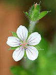 Geranium sp. I think this is some kind of Geranium sp. wildflower. Does anyone know?<br />
<br />
Habitat: Along the edge of a meadow<br />
https://www.jungledragon.com/image/73159/f2.html Geotagged,Geranium,Summer,United States,wildflower