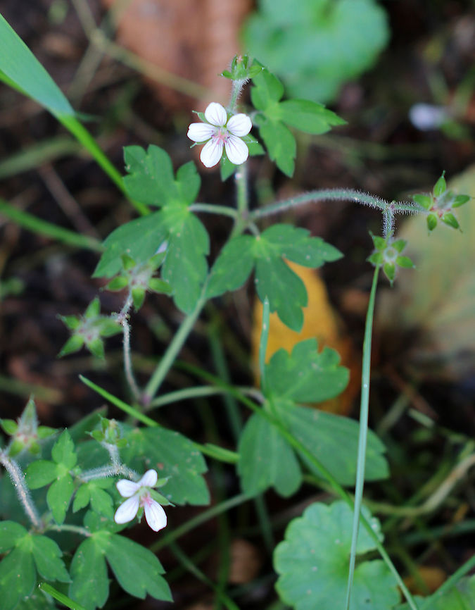 Geranium sp. I think this is some kind of Geranium sp. wildflower. Does anyone know?<br />
<br />
Habitat: Along the edge of a meadow<br />
<figure class="photo"><a href="https://www.jungledragon.com/image/73158/geranium_sp.html" title="Geranium sp."><img src="https://s3.amazonaws.com/media.jungledragon.com/images/3232/73158_thumb.jpg?AWSAccessKeyId=05GMT0V3GWVNE7GGM1R2&Expires=1761782410&Signature=g%2BxX6LAv23LAl32BX0V%2FbZmCSoc%3D" width="116" height="152" alt="Geranium sp. I think this is some kind of Geranium sp. wildflower. Does anyone know?<br />
<br />
Habitat: Along the edge of a meadow<br />
https://www.jungledragon.com/image/73159/f2.html Geotagged,Geranium,Summer,United States,wildflower" /></a></figure> Geotagged,Summer,United States,geranium,wildflower