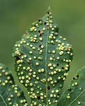 Phylloxera Galls on Hickory? I think these are galls caused by Phylloxera sp., but I'm not sure. I think the plant is hickory (Carya sp.), but it could be Black Walnut (Juglans nigra)??<br />
<br />
Habitat: Near the edge of a deciduous forest<br />
https://www.jungledragon.com/image/73163/phylloxera_galls_on_hickory.html Geotagged,Summer,United States,black walnut,gall,galls,hickory,phylloxera