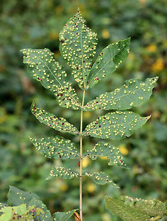 Phylloxera Galls on Hickory? I think these are galls caused by Phylloxera sp., but I'm not sure. I think the plant is hickory (Carya sp.), but it could be Black Walnut (Juglans nigra)??

Habitat: Near the edge of a deciduous forest
https://www.jungledragon.com/image/73160/phylloxera_galls_on_hickory.html Geotagged,Summer,United States,galls