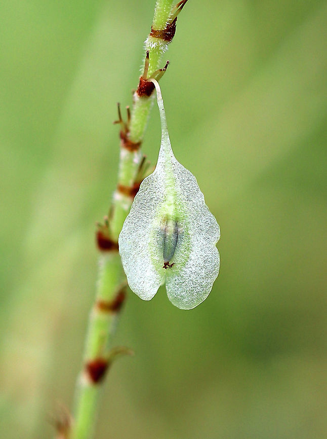 Japanese Knotweed - Fallopia japonica One of the most invasive plants in the world. It's prohibited in Connecticut.<br />
<br />
Habitat: Growing along the edge of a meadow that borders a deciduous forest.<br />
<figure class="photo"><a href="https://www.jungledragon.com/image/73234/japanese_knotweed_-_fallopia_japonica.html" title="Japanese Knotweed - Fallopia japonica"><img src="https://s3.amazonaws.com/media.jungledragon.com/images/3232/73234_thumb.jpg?AWSAccessKeyId=05GMT0V3GWVNE7GGM1R2&Expires=1770854410&Signature=vPcdC%2F7jki4qJbwKiIO%2FEswIuDY%3D" width="200" height="134" alt="Japanese Knotweed - Fallopia japonica One of the most invasive plants in the world. It's prohibited in Connecticut.<br />
<br />
Habitat: Growing along the edge of a meadow that borders a deciduous forest.<br />
https://www.jungledragon.com/image/73233/japanese_knotweed_-_reynoutria_japonica.html Fallopia japonica,Geotagged,Japanese Knotweed,Reynoutria japonica,Summer,United States" /></a></figure> Fallopia japonica,Geotagged,Japanese Knotweed,Polygonum cuspidatum,Reynoutria japonica,Summer,United States,japonica