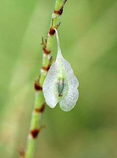 Japanese Knotweed - Fallopia japonica One of the most invasive plants in the world. It's prohibited in Connecticut.

Habitat: Growing along the edge of a meadow that borders a deciduous forest.
https://www.jungledragon.com/image/73234/japanese_knotweed_-_fallopia_japonica.html Fallopia japonica,Geotagged,Japanese Knotweed,Polygonum cuspidatum,Reynoutria japonica,Summer,United States,japonica