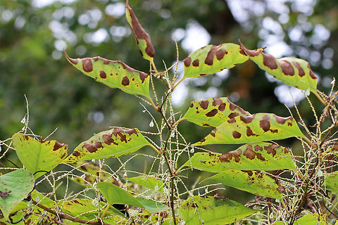 Japanese Knotweed - Fallopia japonica One of the most invasive plants in the world. It's prohibited in Connecticut.

Habitat: Growing along the edge of a meadow that borders a deciduous forest.
https://www.jungledragon.com/image/73233/japanese_knotweed_-_reynoutria_japonica.html Fallopia japonica,Geotagged,Japanese Knotweed,Reynoutria japonica,Summer,United States