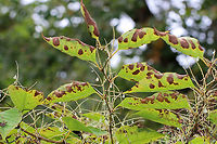 Japanese Knotweed - Fallopia japonica One of the most invasive plants in the world. It's prohibited in Connecticut.<br />
<br />
Habitat: Growing along the edge of a meadow that borders a deciduous forest.<br />
https://www.jungledragon.com/image/73233/japanese_knotweed_-_reynoutria_japonica.html Fallopia japonica,Geotagged,Japanese Knotweed,Reynoutria japonica,Summer,United States