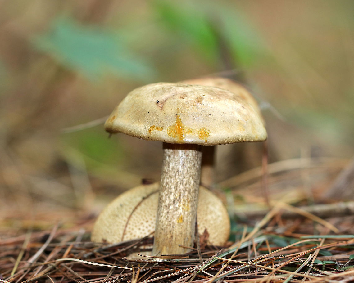 Parasitic Bolete - Pseudoboletus parasiticus A rare, parasitic bolete that grows on earthballs (Scleroderma citrinum).<br />
<br />
Habitat: Growing on S. citrinum in a pine forest.<br />
<figure class="photo"><a href="https://www.jungledragon.com/image/73241/parasitic_bolete_-_pseudoboletus_parasiticus.html" title="Parasitic Bolete - Pseudoboletus parasiticus"><img src="https://s3.amazonaws.com/media.jungledragon.com/images/3232/73241_thumb.jpg?AWSAccessKeyId=05GMT0V3GWVNE7GGM1R2&Expires=1767225610&Signature=Uaec6fetTRPiRb57tZkgU9XagmQ%3D" width="200" height="146" alt="Parasitic Bolete - Pseudoboletus parasiticus <br />
A rare, parasitic bolete that grows on earthballs (Scleroderma citrinum).<br />
<br />
Habitat: Growing on S. citrinum in a pine forest.<br />
https://www.jungledragon.com/image/73239/parasitic_bolete_-_pseudoboletus_parasiticus.html Geotagged,Parasitic Bolete,Pseudoboletus parasiticus,Summer,United States" /></a></figure> Boletus parasiticus,Geotagged,Parasitic Bolete,Pseudoboletus,Pseudoboletus parasiticus,Summer,United States,Xerocomus parasiticus,bolete,parasitic bolete