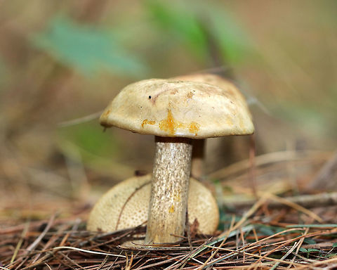 Parasitic Bolete - Pseudoboletus parasiticus A rare, parasitic bolete that grows on earthballs (Scleroderma citrinum).

Habitat: Growing on S. citrinum in a pine forest.
https://www.jungledragon.com/image/73241/parasitic_bolete_-_pseudoboletus_parasiticus.html Boletus parasiticus,Geotagged,Parasitic Bolete,Pseudoboletus,Pseudoboletus parasiticus,Summer,United States,Xerocomus parasiticus,bolete,parasitic bolete