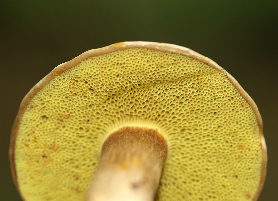 Parasitic Bolete - Pseudoboletus parasiticus <br />
A rare, parasitic bolete that grows on earthballs (Scleroderma citrinum).<br />
<br />
Habitat: Growing on S. citrinum in a pine forest.<br />
<figure class="photo"><a href="https://www.jungledragon.com/image/73239/parasitic_bolete_-_pseudoboletus_parasiticus.html" title="Parasitic Bolete - Pseudoboletus parasiticus"><img src="https://s3.amazonaws.com/media.jungledragon.com/images/3232/73239_thumb.jpg?AWSAccessKeyId=05GMT0V3GWVNE7GGM1R2&Expires=1759968010&Signature=%2FxeTvTxUBMRp3iPsvqu80nGxUDI%3D" width="200" height="160" alt="Parasitic Bolete - Pseudoboletus parasiticus A rare, parasitic bolete that grows on earthballs (Scleroderma citrinum).<br />
<br />
Habitat: Growing on S. citrinum in a pine forest.<br />
https://www.jungledragon.com/image/73241/parasitic_bolete_-_pseudoboletus_parasiticus.html Boletus parasiticus,Geotagged,Parasitic Bolete,Pseudoboletus,Pseudoboletus parasiticus,Summer,United States,Xerocomus parasiticus,bolete,parasitic bolete" /></a></figure> Geotagged,Parasitic Bolete,Pseudoboletus parasiticus,Summer,United States