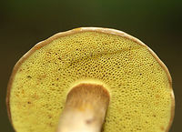 Parasitic Bolete - Pseudoboletus parasiticus <br />
A rare, parasitic bolete that grows on earthballs (Scleroderma citrinum).<br />
<br />
Habitat: Growing on S. citrinum in a pine forest.<br />
https://www.jungledragon.com/image/73239/parasitic_bolete_-_pseudoboletus_parasiticus.html Geotagged,Parasitic Bolete,Pseudoboletus parasiticus,Summer,United States