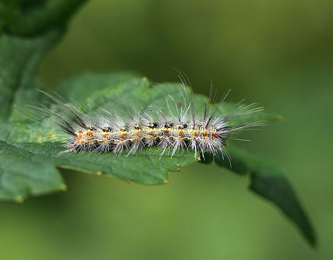Fall Webworm Caterpillar - Hyphantria cunea Habitat: On vegetation in a deciduous forest Fall webworm,Geotagged,Hyphantria,Hyphantria cunea,Summer,United States,caterpillar,webworm