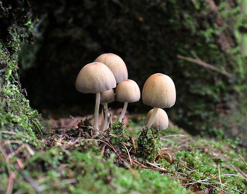 Coprinellus micaceus Habitat: Growing in a cluster at the base of a conifer Coprinellus,Coprinellus micaceus,Geotagged,Summer,United States,fungus,mushrooms,psathyrellaceae