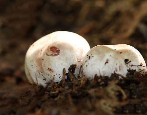 Cortinar Mushroom Buttons - Cortinarius sp. Habitat: Growing on the ground in a mixed forest
https://www.jungledragon.com/image/73248/cortinar_mushroom_-_cortinarius_sp.html
https://www.jungledragon.com/image/73245/cortinar_mushroom_-_cortinarius_sp.html Geotagged,Summer,United States,cortinar,cortinarius,fungus,mushrooms,webcap