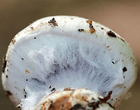 Cortinar Mushroom - Cortinarius sp. It was still in the button stage, but the cap had opened up enough to see the cobweb-like veil. <br />
<br />
Habitat: Growing on the ground in a mixed forest<br />
https://www.jungledragon.com/image/73244/cortinar_mushroom_buttons_-_cortinarius_sp.html<br />
https://www.jungledragon.com/image/73248/cortinar_mushroom_-_cortinarius_sp.html Geotagged,Summer,United States,cortinar,cortinarius,fungus,mushroom,webcap