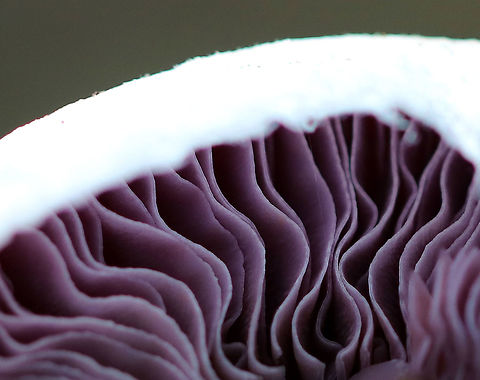 Cortinar Mushroom - Cortinarius sp. Gorgeous, purple gills of a Cortinarius mushroom

Habitat: Growing on the ground in a mixed forest
https://www.jungledragon.com/image/73244/cortinar_mushroom_buttons_-_cortinarius_sp.html
https://www.jungledragon.com/image/73245/cortinar_mushroom_-_cortinarius_sp.html Geotagged,Summer,United States,cortinar,cortinarius,fungus,gills,mushroom,purple,webcap