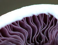 Cortinar Mushroom - Cortinarius sp. Gorgeous, purple gills of a Cortinarius mushroom<br />
<br />
Habitat: Growing on the ground in a mixed forest<br />
https://www.jungledragon.com/image/73244/cortinar_mushroom_buttons_-_cortinarius_sp.html<br />
https://www.jungledragon.com/image/73245/cortinar_mushroom_-_cortinarius_sp.html Geotagged,Summer,United States,cortinar,cortinarius,fungus,gills,mushroom,purple,webcap