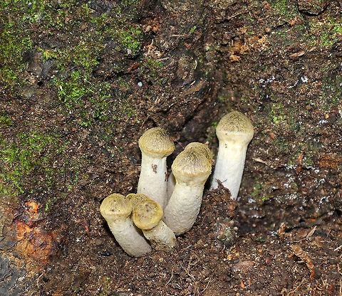 Honey Mushrooms - Armillaria mellea Habitat: Growing at the base of a tree in a mostly deciduous forest Armillaria,Armillaria mellea,Geotagged,Honey fungus,Summer,United States,fungus,mushrooms