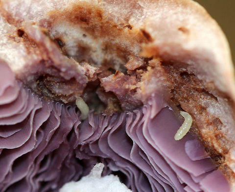 Dipteran Larvae on Cortinarius Mushroom Gills I think these larvae are in the family Phoridae, and could be Megaselia sp. Geotagged,Megaselia,Summer,United States,diptera,fly larvae,larva,larvae,maggots,mycophagy,phoridae,scuttle fly