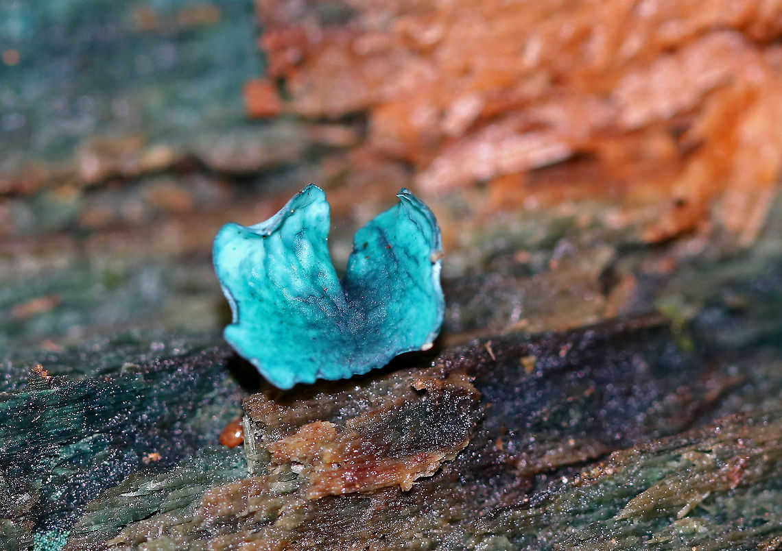 Green Elfcup - Chlorociboria aeruginascens Habitat: Growing on rotting wood in a deciduous forest Chlorociboria aeruginascens,Geotagged,Green elfcup,Summer,United States,elfcup