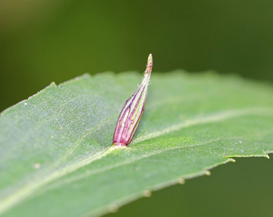 Rhopalomyia Inquisitor Galls Habitat: On goldenrod (Solidago gigantea) Cecidomyiidae,Geotagged,Rhopalomyia,Rhopalomyia Inquisitor,Rhopalomyia inquisitor,Summer,United States,gall,gall midge,midge galls