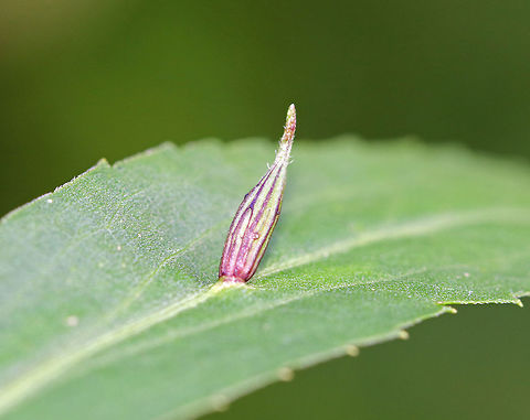 Rhopalomyia Inquisitor Galls Habitat: On goldenrod (Solidago gigantea) Cecidomyiidae,Geotagged,Rhopalomyia,Rhopalomyia Inquisitor,Rhopalomyia inquisitor,Summer,United States,gall,gall midge,midge galls