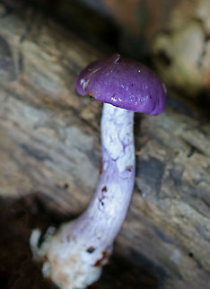 Spotted Cort - Cortinarius iodes The caps of these mushrooms were purple, conical, had yellowish spots near the center, and were super slimy! Gills were pale purple, close, and attached to the stem. The stems were very pale purple. 

Habitat: Growing on the ground, under oak, in a deciduous forest Cortinarius iodes,Geotagged,Spotted cort,Summer,United States,cortinarius,fungus,mushroom,purple