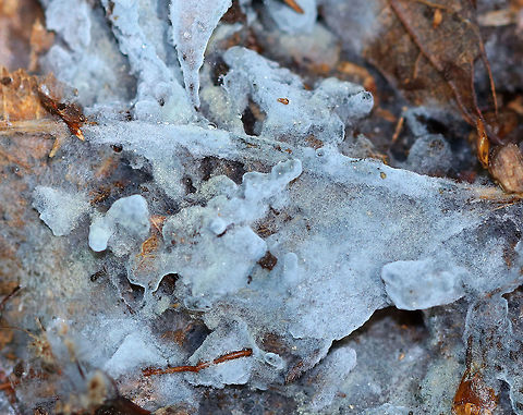 Crust Fungus - Byssocorticium sp. Fuzzy, blue crust fungus growing on the ground under a rotting log. Unfortunately, the species cannot be determined without microscopy.

Habitat: Deciduous forest. Byssocorticium,Crust Fungus,Geotagged,Summer,United States,blue,fungus