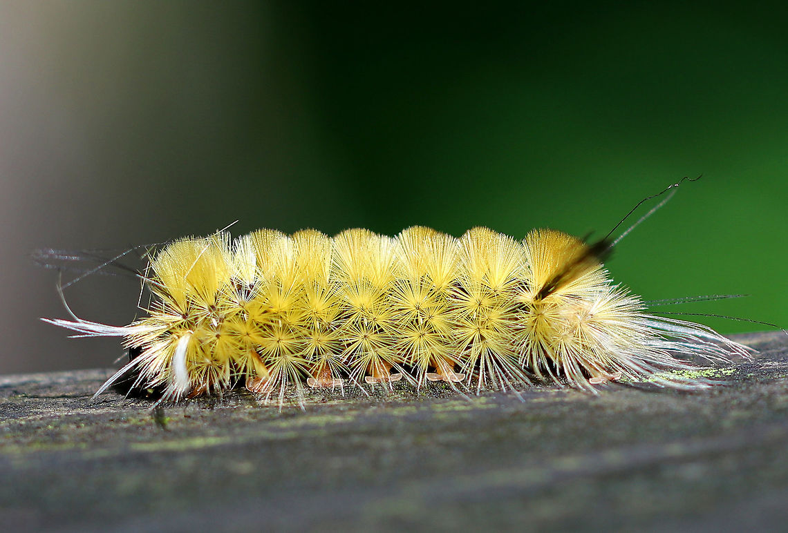 Banded Tussock Moth Caterpillar - Halysidota tessellaris Yellowish brown caterpillar with black and white lashes extending beyond the end of its body. Check out its cute feet!<br />
<br />
Habitat: Deciduous forest Banded tussock moth,Geotagged,Halysidota tessellaris,Summer,United States,caterpillar