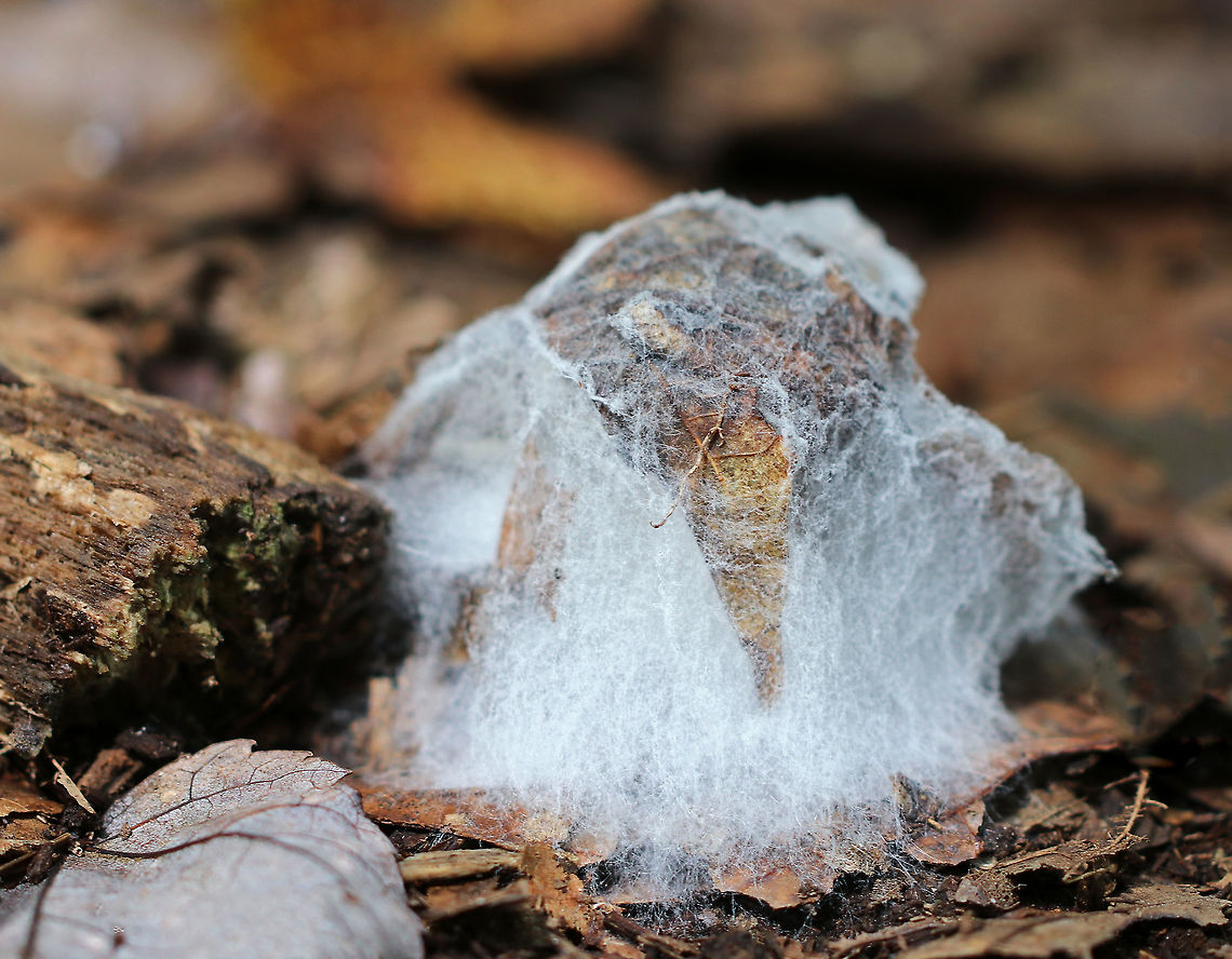 Syzygites megalocarpus Syzygites megalocarpus is a mold that parasitizes mushrooms. It colonizes their surfaces with yellow fuzz that becomes blue or gray as it develops. Unlike some species that completely engulf their victims, transforming them beyond recognition, Syzygites megalocarpus usually leaves its victim recognizable. The mold looked and felt like cotton candy!<br />
<br />
Habitat: Deciduous forest Geotagged,Summer,Syzygites,Syzygites megalocarpus,United States,fungus,mold,mushroom